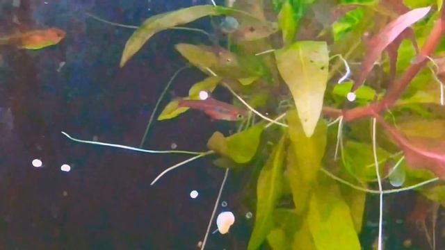 Chili Rasbora / Mosquito Rasbora ( Boraras Brigittae) смотреть онлайн