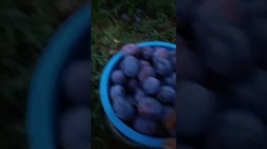 слива Топ Гигант - Мерседес