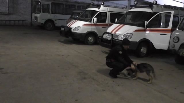 как кормить щенков ч 4