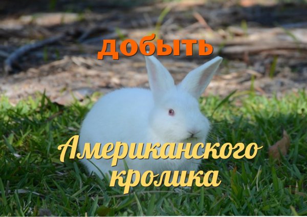 The Hunter classic(добыть Американского кролика)