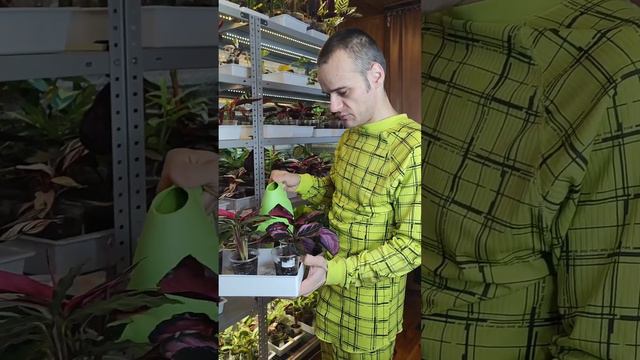 Муж поливает мои растения! смотреть онлайн