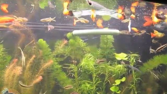 Сколько корма надо давать рыбкам, чтобы не перекормить? смотреть онлайн