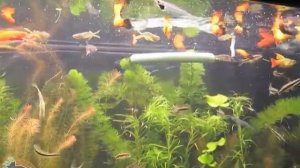 Сколько корма надо давать рыбкам, чтобы не перекормить?