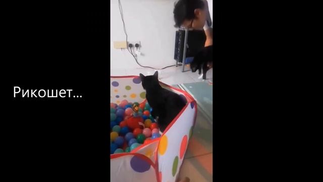 Домашние и Городские Коты и Кошки. Смешные кошки. Приколы с котами смотреть онлайн