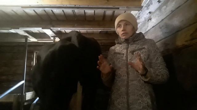 Раздой первотелки без антибрыка, веревок. смотреть онлайн