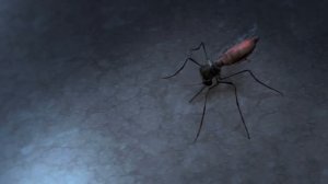 Малярия: заражение малярией и развитие малярийного плазмодия в организме человека.