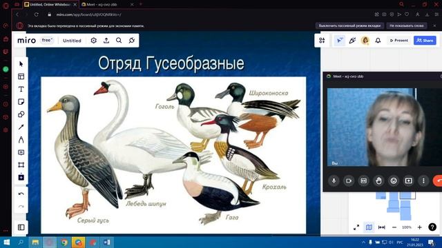 Многообразие птиц смотреть онлайн