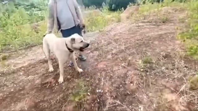 ?ГАМПР ТИТАН?СЕРЁЖА В ГОСТЯХ У НАШИХ ВЫПУСКНИКОВ?БОСТОН & СИМБА?АРМЯНСКИЕ ВОЛКОДАВЫ-ГАМПРЫ? смотреть онлайн