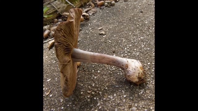 Cortinarius Purpurascens