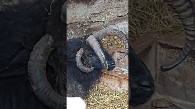 Шок ❗❗❗у овцы 4 рога #кавказ #медовыеводопады #путешествие #минеральныеводы смотреть онлайн