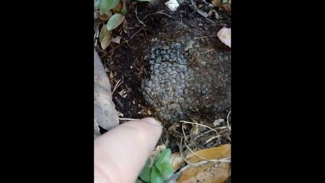 Tuber aestivum , il tartufo scorzone, un ascomicete ipogeo смотреть онлайн
