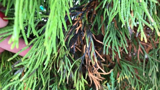 Почернение туи. УХОД за туей. Болезни и лечение туи.