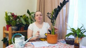 Черный замиокулькас