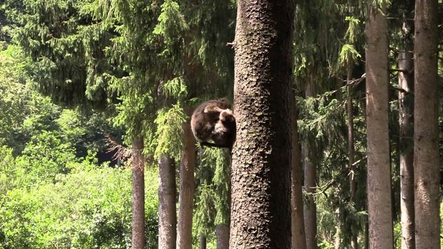 Что вытворяют обезьяны на глазах у публики! смотреть онлайн