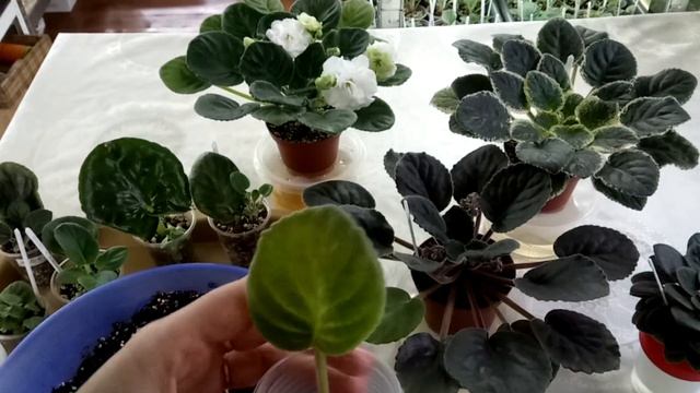 Самый лучший способ укоренения листьев фиалок. Самые часты ошибки укорениния смотреть онлайн