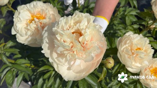 Pastelegance peony. Пастелеганс пион. Пулков сад смотреть онлайн
