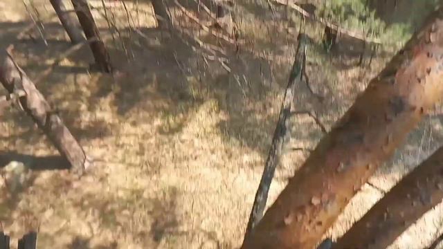 ЛЕЗУ на ДЕРЕВО от ПЕРВОГО ЛИЦА смотреть онлайн