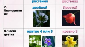 Биология.  Урок№8 Отличительные признаки классов однодольных и двудольных