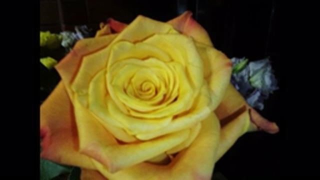 CRLI DAR смотреть онлайн