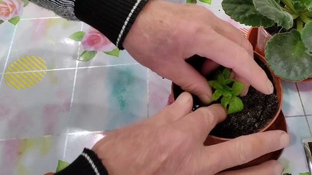 Черенкование ремонтантной малины в домашних условиях. смотреть онлайн