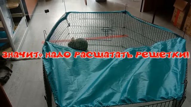Шиншилла против сисадмина, часть 4, кошмарные сны, попытки побега, внезапная утка! смотреть онлайн