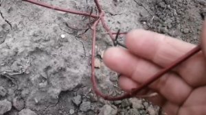 Как узнать, перезимовало ли растение? Гортензия, дерен, пузыреплодник и другие. Опыт Евгении