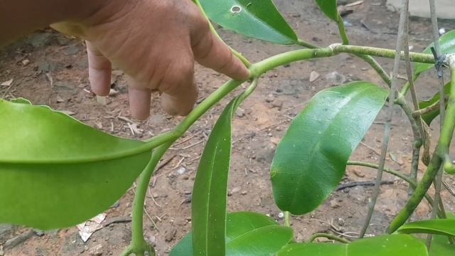 Hoya Imperialis #hoyas #hoyacare #hoya #wildplants #budidayatanaman
