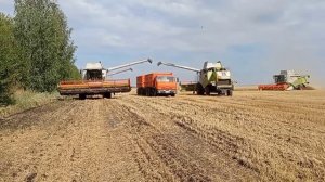 Уборка зерновых 2023 сезон Кубань и Пензенская область claas tucano , John Deere .