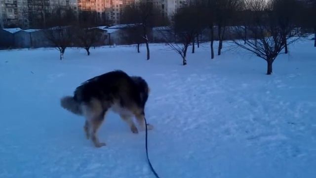 Маламут резвится зимой смотреть онлайн