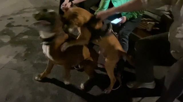 PITBULL (AMSTAFF) VS BOXER DOG TYSON
