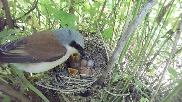 Жулан170619 14 24GP 11 ♂ дал двукрылое, помет съел