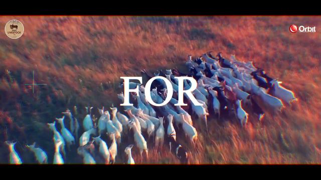 Intro livestock What is Livestock Importance of livestock’s #orbit #sindhlivestocktvorbit смотреть онлайн