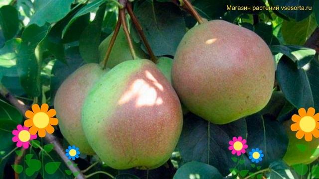 Груша плодовая. Краткий обзор, описание характеристик Pyrus Communis десертная россошанская