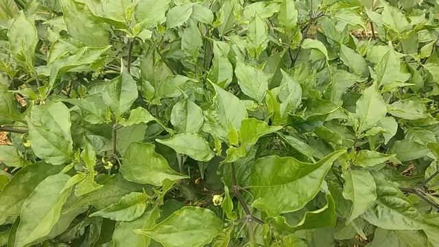 Что делать, если перец стал гнить? смотреть онлайн