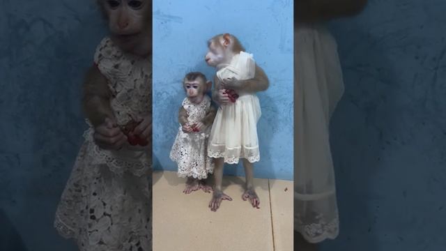Обезьянки смотреть онлайн