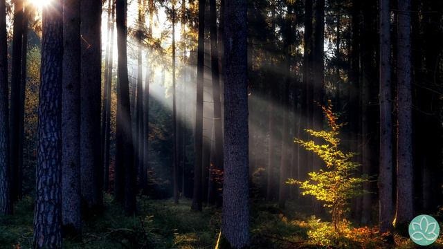 Шри Рамана Махарши\Мантры и джапа смотреть онлайн