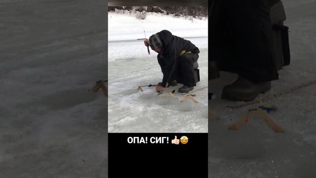 ОПА! СИГ! 👍🏻🤩 #рыбалка #река #поклевка #тайга #зима #подсечка #лунка #зимняяудочка #лунка #сиг смотреть онлайн