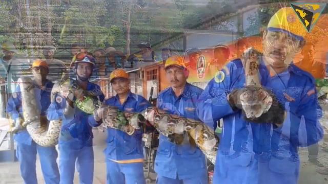 250 kg Huge python captured in Malaysia could be a world biggest Snake смотреть онлайн