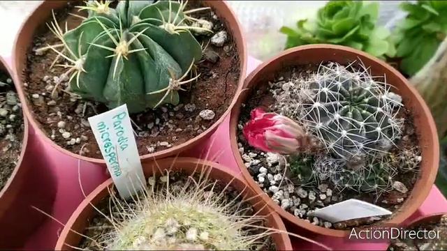 1💚Первые кактусы цветут🌵🌸Неопортерии первое цветение смотреть онлайн