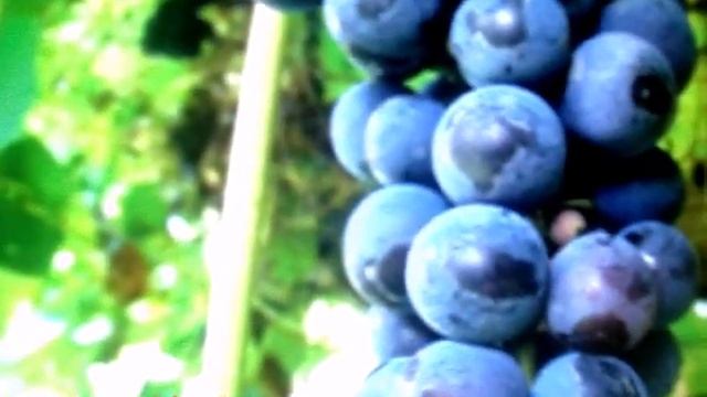 Мамин Портрет