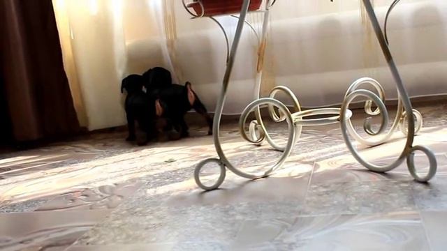 х помет питомник Заветная Страсть смотреть онлайн