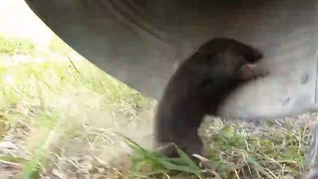 Крот убегает смотреть онлайн