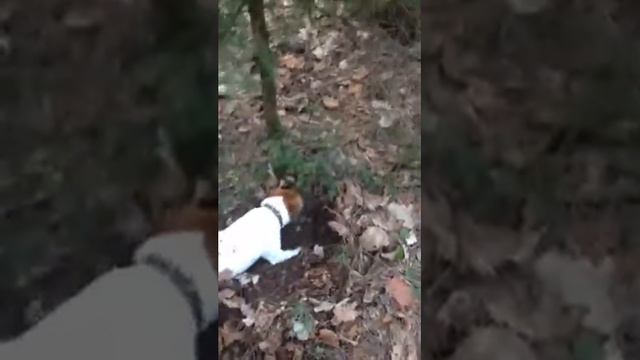 Jack Russell Terrier Bati - Hunting The Hedgehog - Part 1
