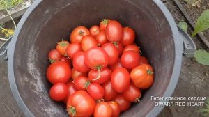 ТОМАТ Гном красное сердце покорил мое сердце навсегда, мега урожайный и очень вкусный