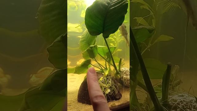 Поменяла полосатого самца на золотую самочку. #скалярии #скалярия #аквариум смотреть онлайн