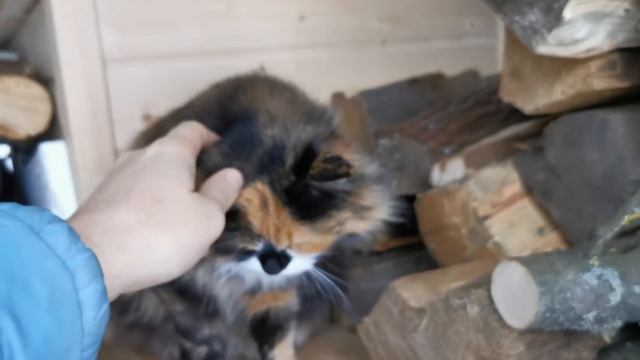 Как доехал маленький Мякиш смотреть онлайн