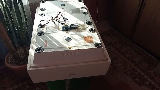 //Топлю печ//Русскую хохлатую заложила//Индюшатам 18 дней// смотреть онлайн