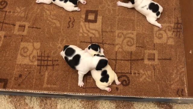 Малыши французских бульдогов набираются сил.... смотреть онлайн