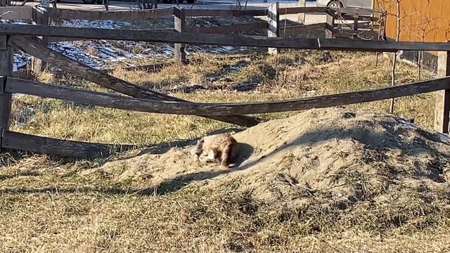 Забавная кошка!