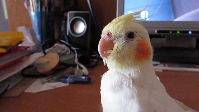 корелла зевает